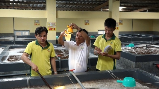 Ninh Thuan is on the way to becoming the capital of high-quality shrimp seed production